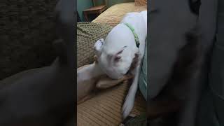 Video preview image #1 Basenji-Unknown Mix Puppy For Sale in Milwaukie, OR, USA