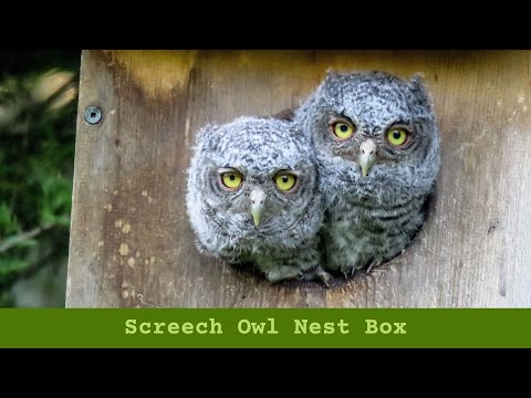 Putting up a Screech Owl Nest Box