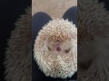Funny, hissing hedgehog