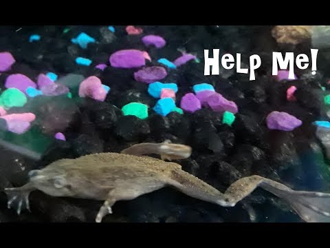 2nd YouTube video about how long can african dwarf frogs go without food