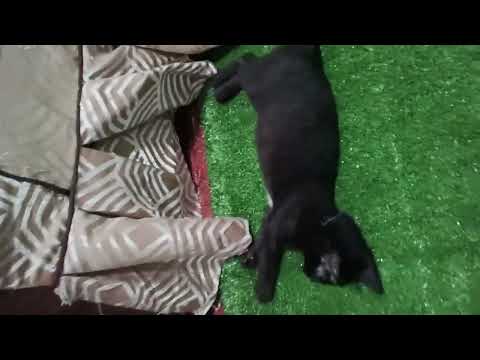 Fur mom here for 19cats😊😅#thankyoulord #family #happy #thankyoulord #amazing #love #cat #cats