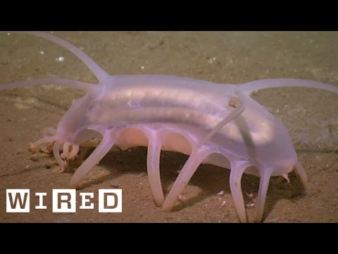 We Can’t Tell if the Sea Pig Is Adorable or Terrifying | Absurd Creatures | WIRED