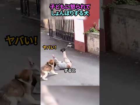 子どもに怒られてしょんぼりする犬 #犬 #犬動画 #犬のいる暮らし