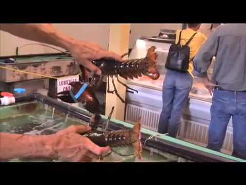 download lagu mp3 mp4 Male Or Female Lobster Better To Eat, download lagu Male Or Female Lobster Better To Eat gratis, unduh video klip Male Or Female Lobster Better To Eat