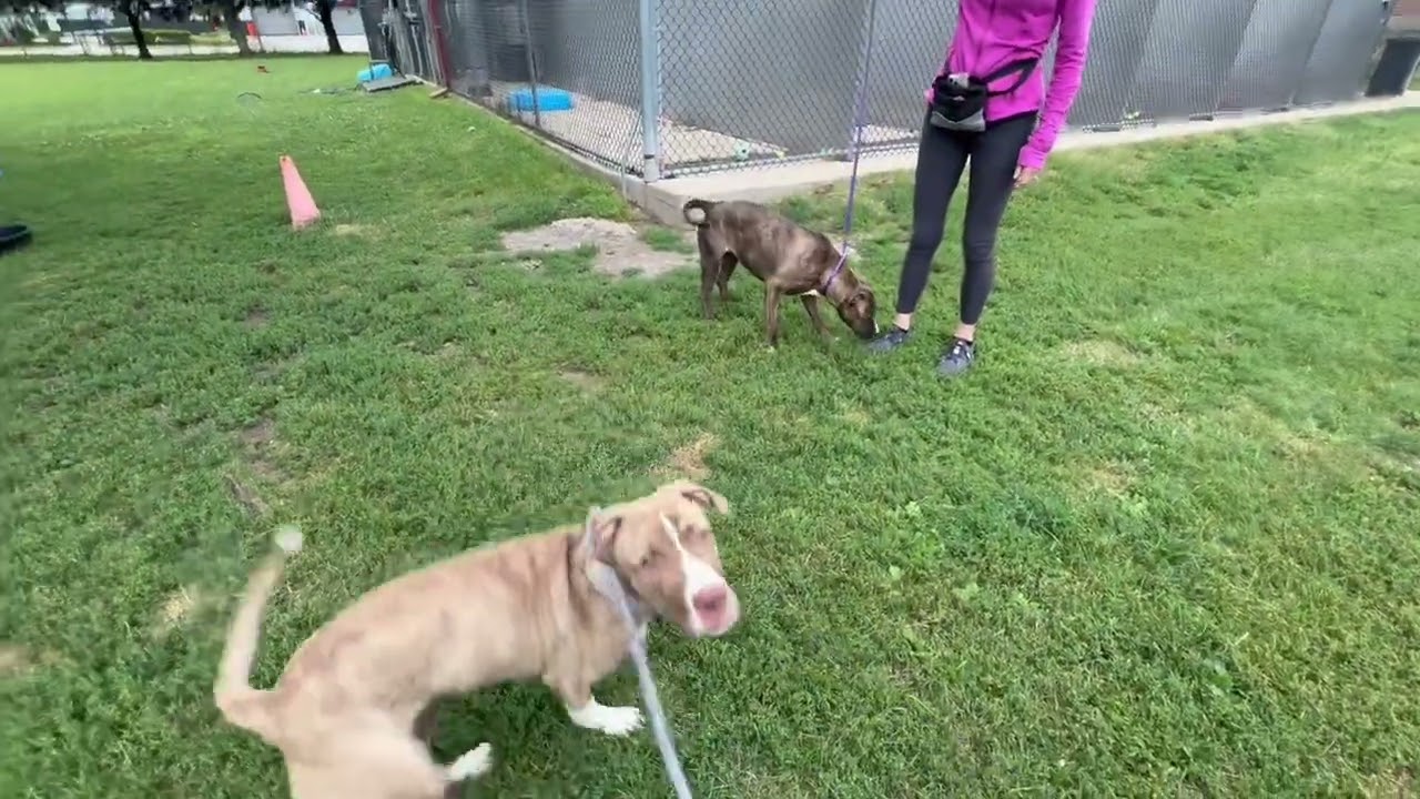 Sizzle's Leash Test