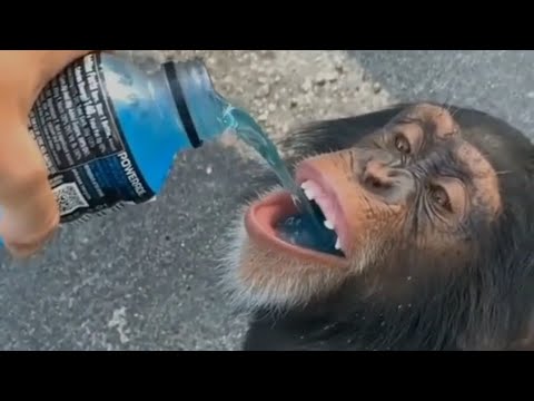 Funniest Monkeys - Funny Monkey and Gorilla Videos Compilation #2 Best Of 2021 | Fanzik Animals