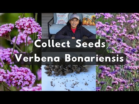 Verbena Bonariensis 🌱 How To Collect Harvest Store Save Seeds Purpletop Vervain