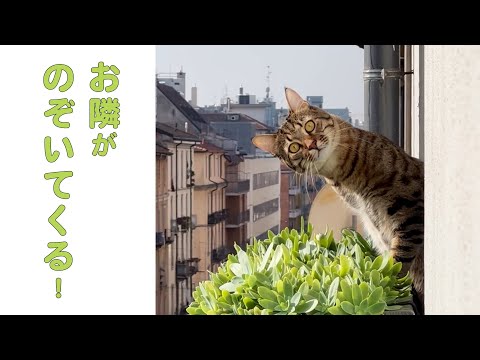 風変わりな利用規約: 22,000 人のユーザーが猫をハグすることを誓約