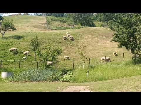 PRVE OVCE SLOVENKE VL HAZIMA ACE TALETOVIĆA GRAČANICA PRIJEKO BRDO