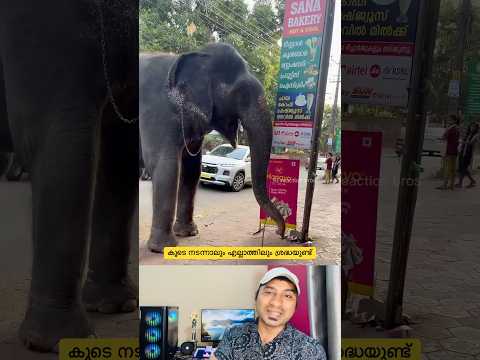 ഇക്ക മറന്നാലും അവൾ ഒന്നും മറക്കില്ല #shorts #elephant #love