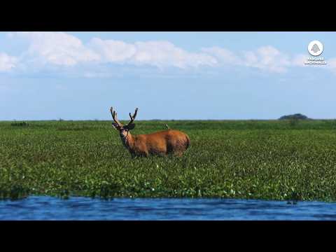 Parque Nacional Iberá - Destino Colonia Carlos Pellegrini