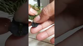 Download lagu pemula wajib tau - cara mudah tempel tanaman ke batu / aquascape mp3