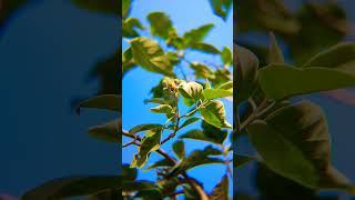 Download lagu #apexellens #zoomlens mp3