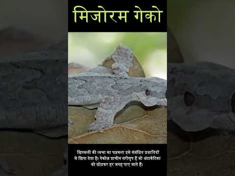 Mizoram Gecko in hindi #currentaffairs #upsc #2023 #spaceias #india #inhindi #mizoram