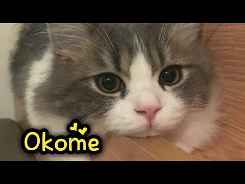 Lovely Minuet Cat Okome Compilation : Napoleon Cat