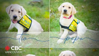 Training puppies to be service dogs