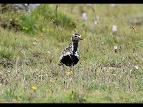 Kulík zlatý (Pluvialis apricaria) — European Golden Plover v hniezdnom šate, Shetland