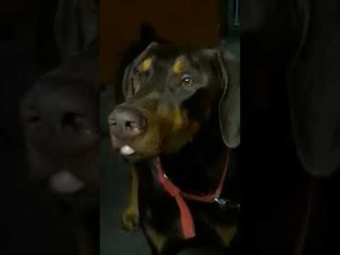 #Ata amar coto sele,,,,, Rax (gana)#