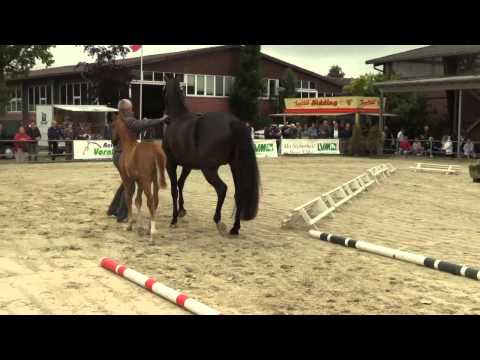 Hengst von Van Vivaldi Stuten  und Fohlenschau Muenster Albachten 17 06 2014