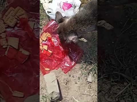 #ilovemydog ❤️❤️❤️❤️