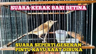 Download lagu SUARA KERAK BASI ALIS HITAM BETINA PALING DICARI PENGHOBBY KERBAS mp3