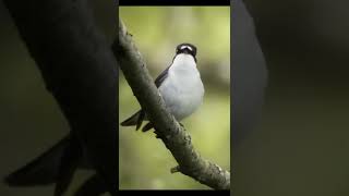 Download lagu Merdu sekali suara sikatan belang ini !! mp3