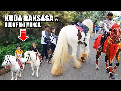 , title : 'Naik KUDA PONI Kuda RAKSASA Kuda POLISI ~ NAIK DELMAN ISTIMEWA | Wisata Kuda Batu Secret Zoo Malang'