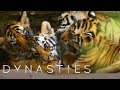 Cute Tiger Cubs Playing Dynasties BBC Earth