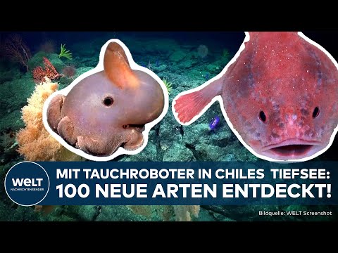 CHILE: Korallen, Seeigel, Hummer! Forscher finden über 100 neue Arten in der Tiefsee!