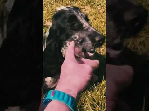 Perros Cocker Spaniel Inglés en venta
