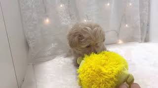 ハーフ犬の動画01