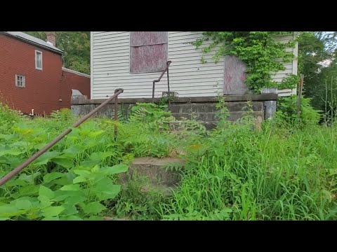 North St. Louis woman frustrated over neighbor's overgrown yard | 'I’m looking at a jungle'