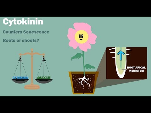PLANT HORMONES - Auxin Gibberellin Cytokinin Ethylene Abscisic Acid