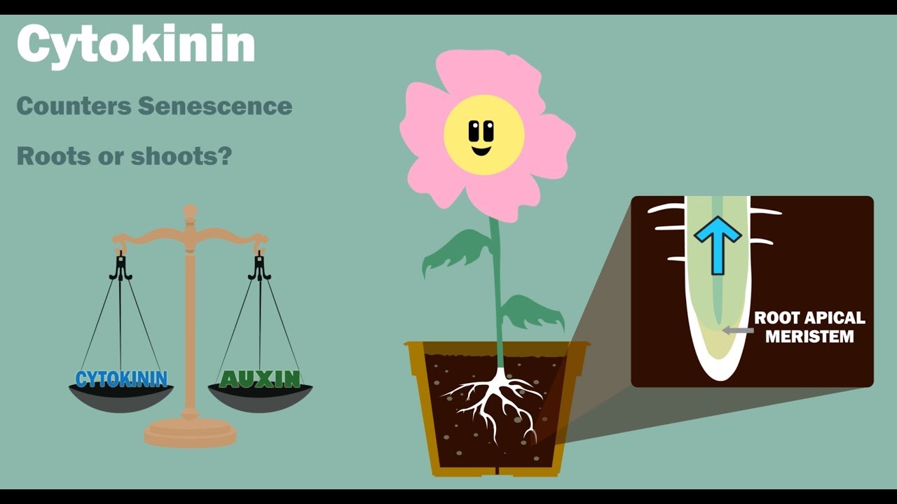 PLANT HORMONES - Auxin Gibberellin Cytokinin Ethylene Abscisic Acid