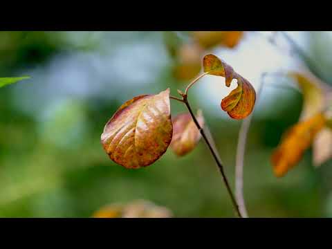 Si totusi, vine toamna... Adrian Paunescu si Tatiana Stepa