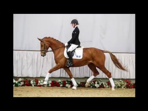 29 Stolen Dance  Stute v. Schumacher - Show Star