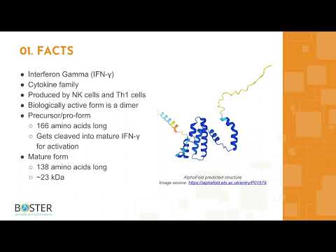 Learn IFN Gamma in 3 minutes | Interferon gamma, IFNG