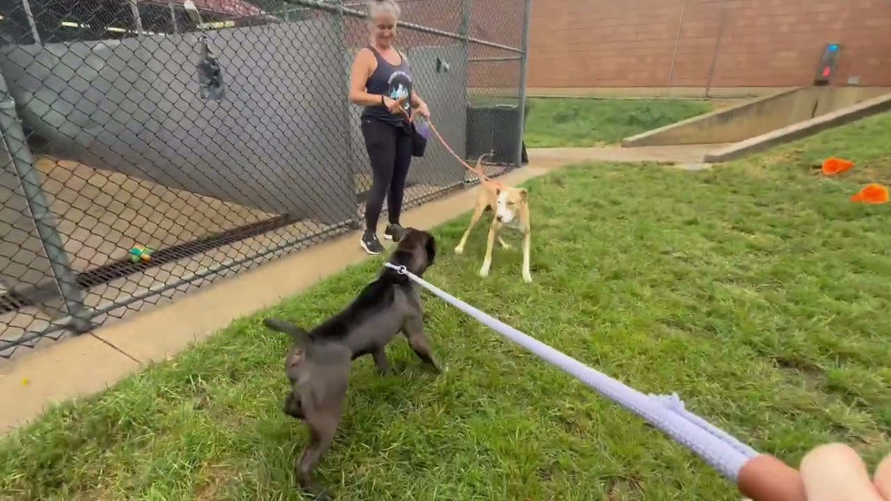 Rocky's Leash Test