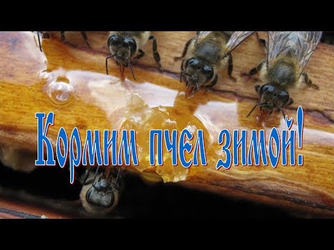 Кормим пчел зимой!