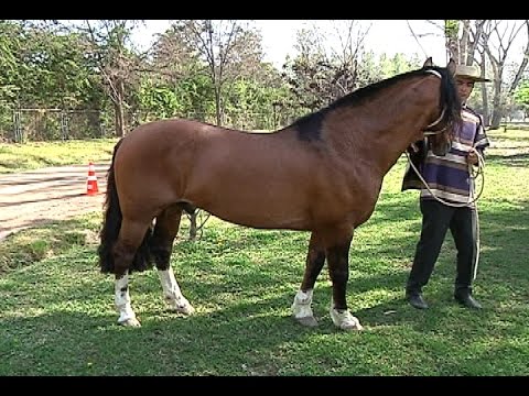 El caballo de raza chilena