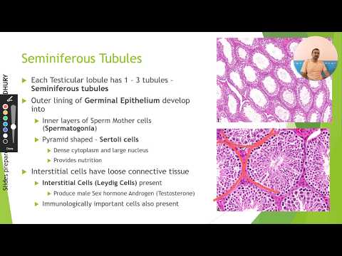 Class XII  Male Reproductive Structure