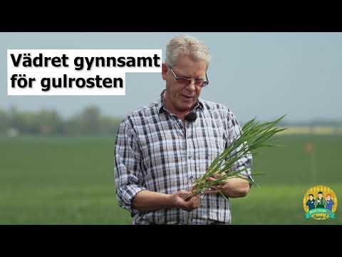 Höstveteresan - Säsong 2, 2019 - Hans-Erik analyserar svamp och växtstadie i vetet