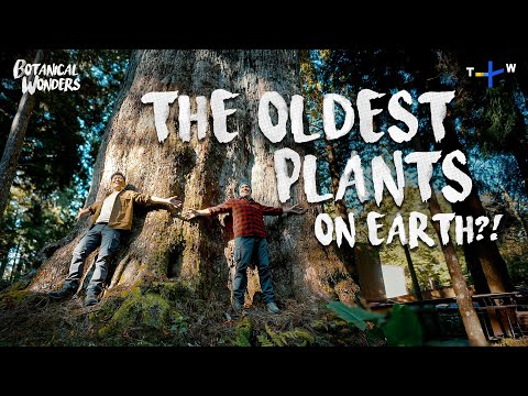 Why These Ancient Cypress Trees Are So Special