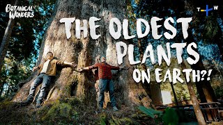 Why These Ancient Cypress Trees Are So Special | Botanical Wonders