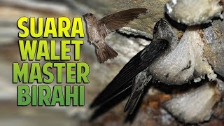 Download lagu Suara Panggil Walet MASTER BIRAHI Top Respon mp3
