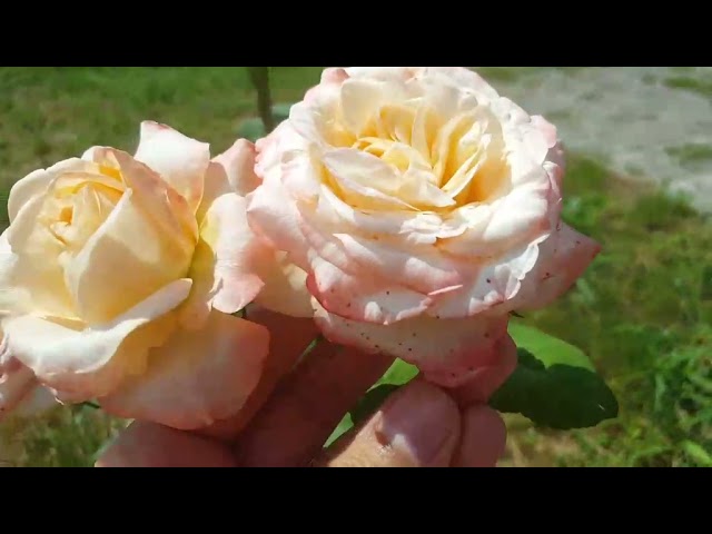 Роза Белла перла