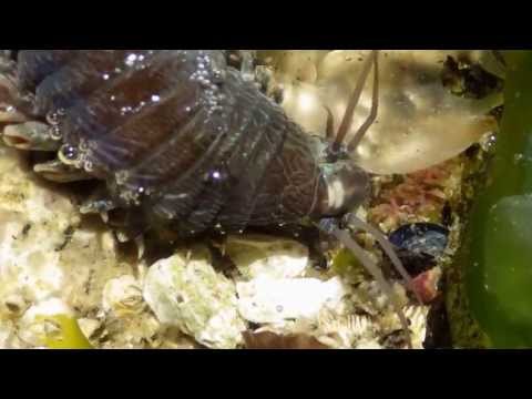 Pile Worm Nereis brandti 1)