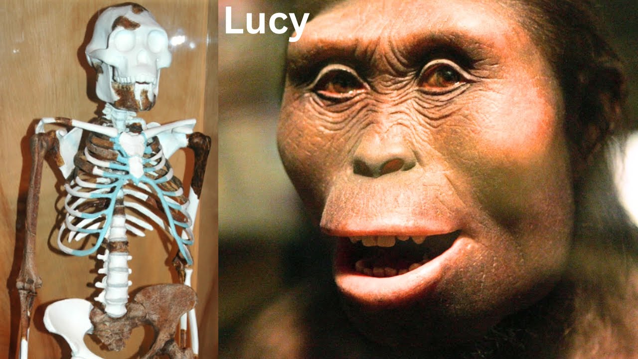 Lucy the Most Important Link of Human Evolution | New Findings