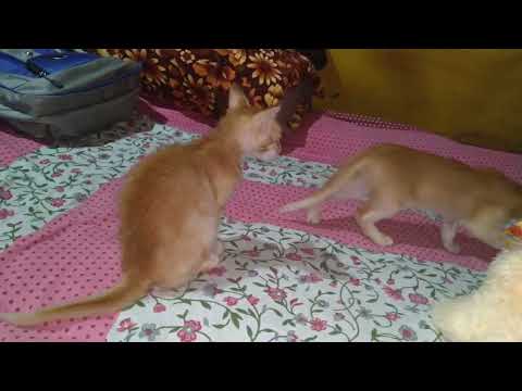 little 🐱🐈 cat cute activities.