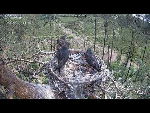 Sokół wędrowny Dolina Baryczy (PL) - Zdenka alarmuje ... człowiek w pobliżu  2020 06 10